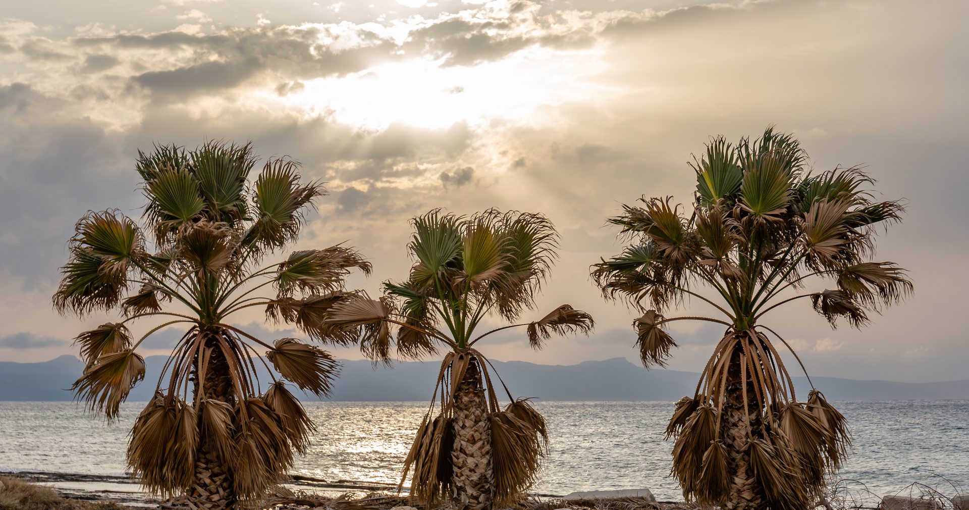 Palm trees silhouetted against a Caribbean ocean sunset